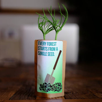Every Forest Starts From a Single Seed - Plants 100 Trees
