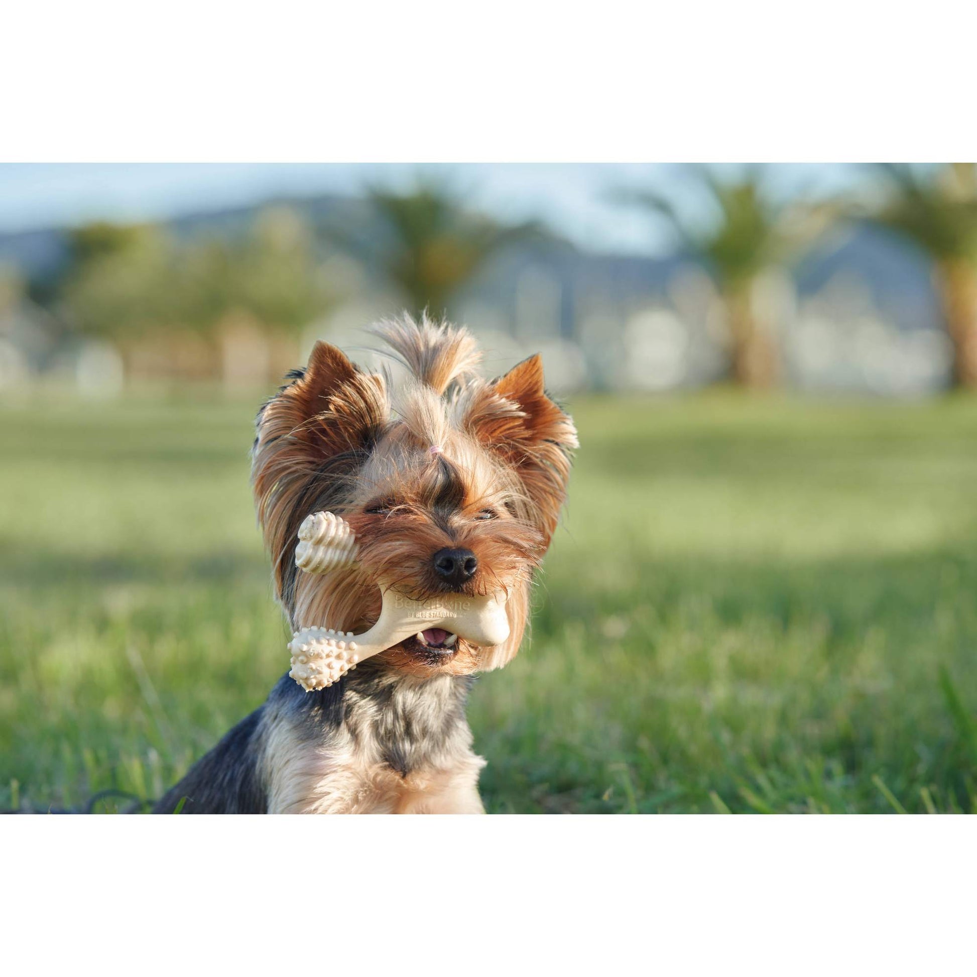 BetterBone HARD CHEW TOY: Natural Ingredients, eco - friendly, and ultra - durable chew for the toughest chewers! - Bright House